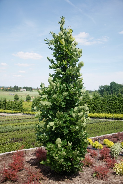 http://www.breederplants.nl/images/thumbs/0001471_quercus.jpeg