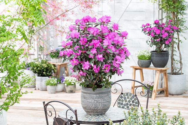 http://www.breederplants.nl/images/thumbs/0001546_rhododendron.jpeg