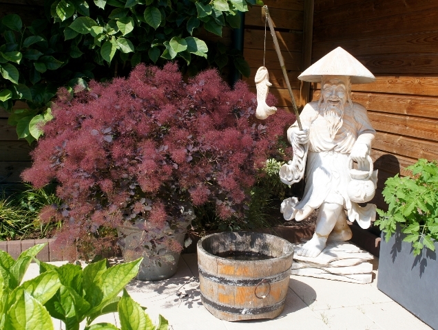 http://www.breederplants.nl/images/thumbs/0001746_cotinus.jpeg
