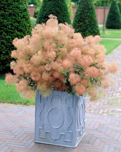 http://www.breederplants.nl/images/thumbs/0001769_cotinus.jpeg