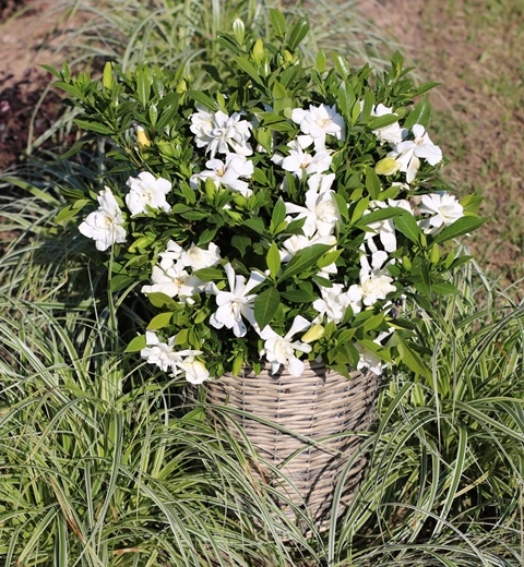 http://www.breederplants.nl/images/thumbs/0001849_gardenia.jpeg