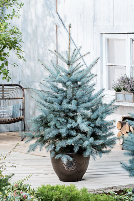 http://www.breederplants.nl/images/thumbs/0002062_picea.jpeg