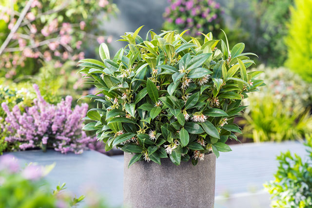 http://www.breederplants.nl/images/thumbs/0002074_sarcococca.jpeg