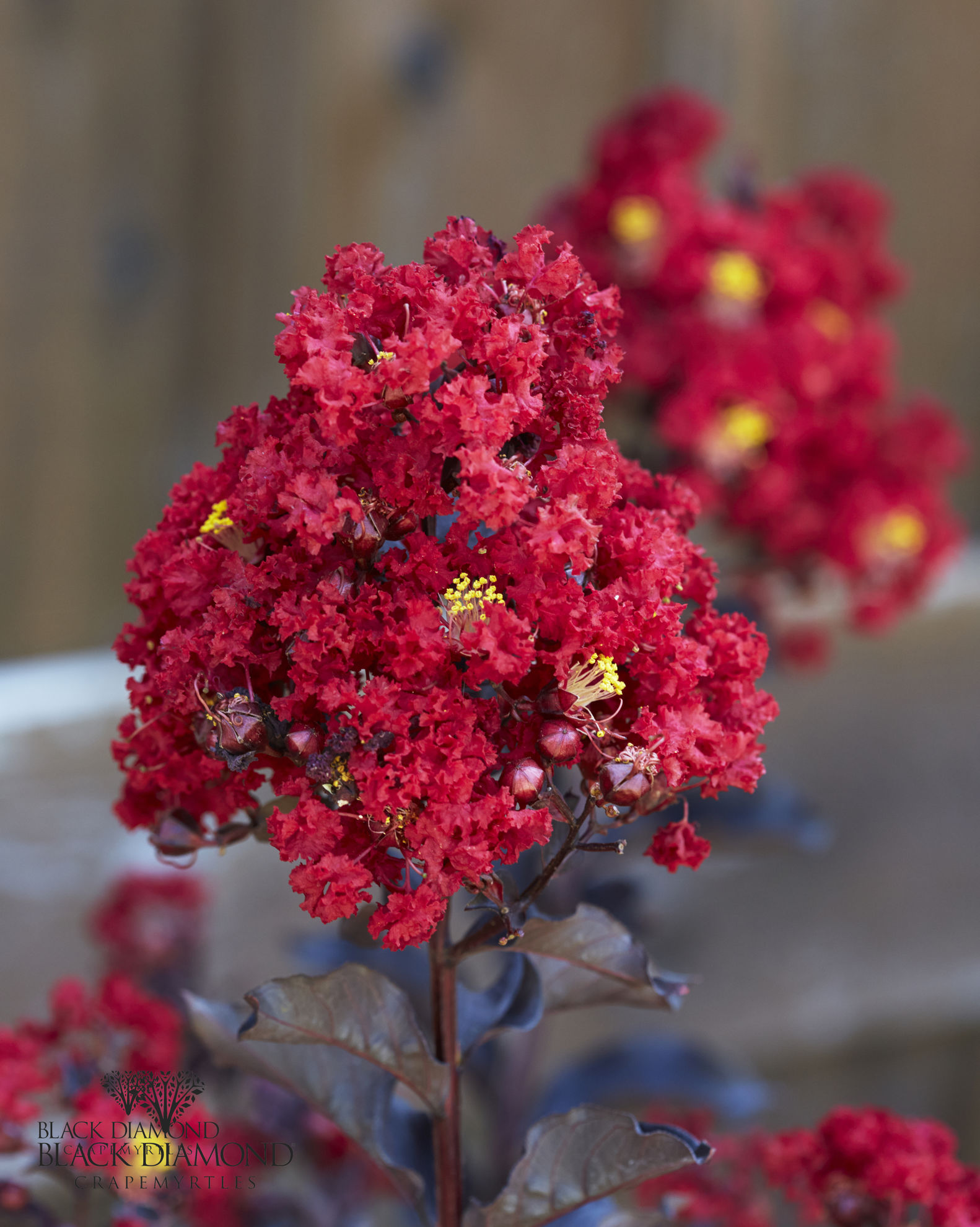 http://www.breederplants.nl/images/thumbs/0002094_lagerstroemia.jpeg