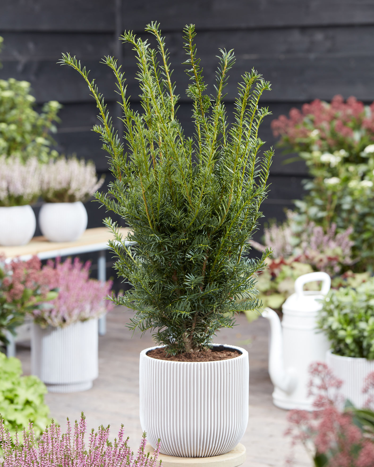 http://www.breederplants.nl/images/thumbs/0002123_taxus.jpeg