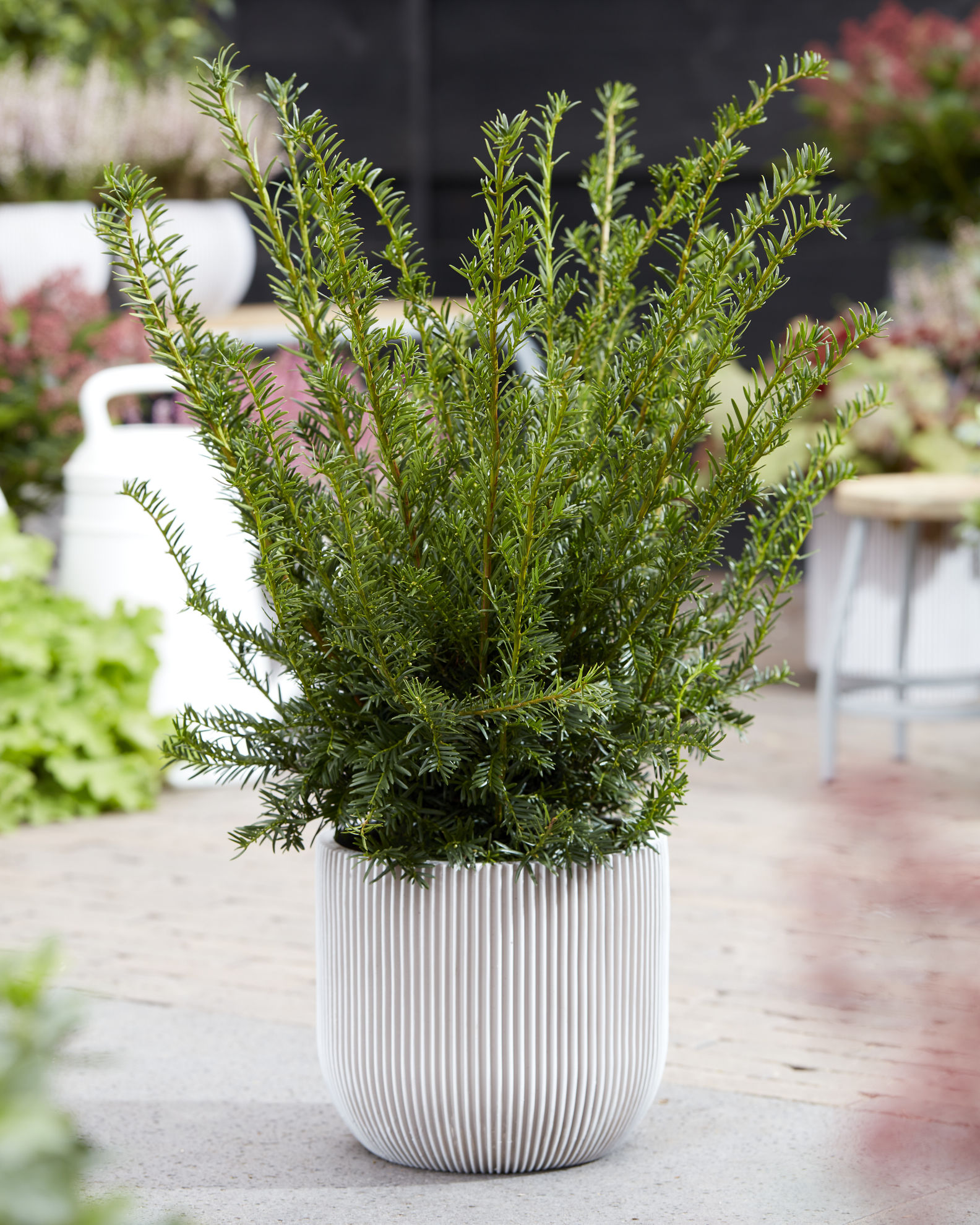http://www.breederplants.nl/images/thumbs/0002128_taxus.jpeg