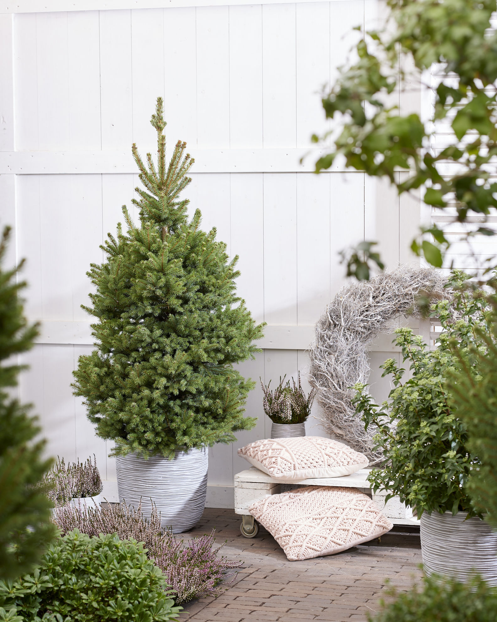 http://www.breederplants.nl/images/thumbs/0002176_picea.jpeg