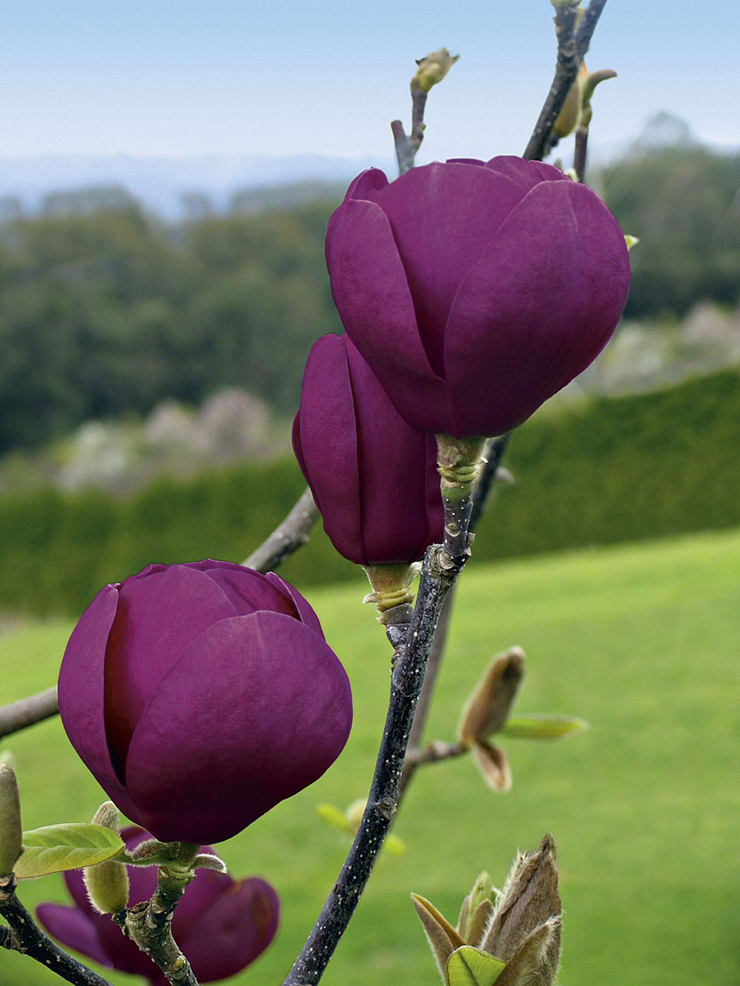 http://www.breederplants.nl/images/thumbs/0002188_magnolia.jpeg