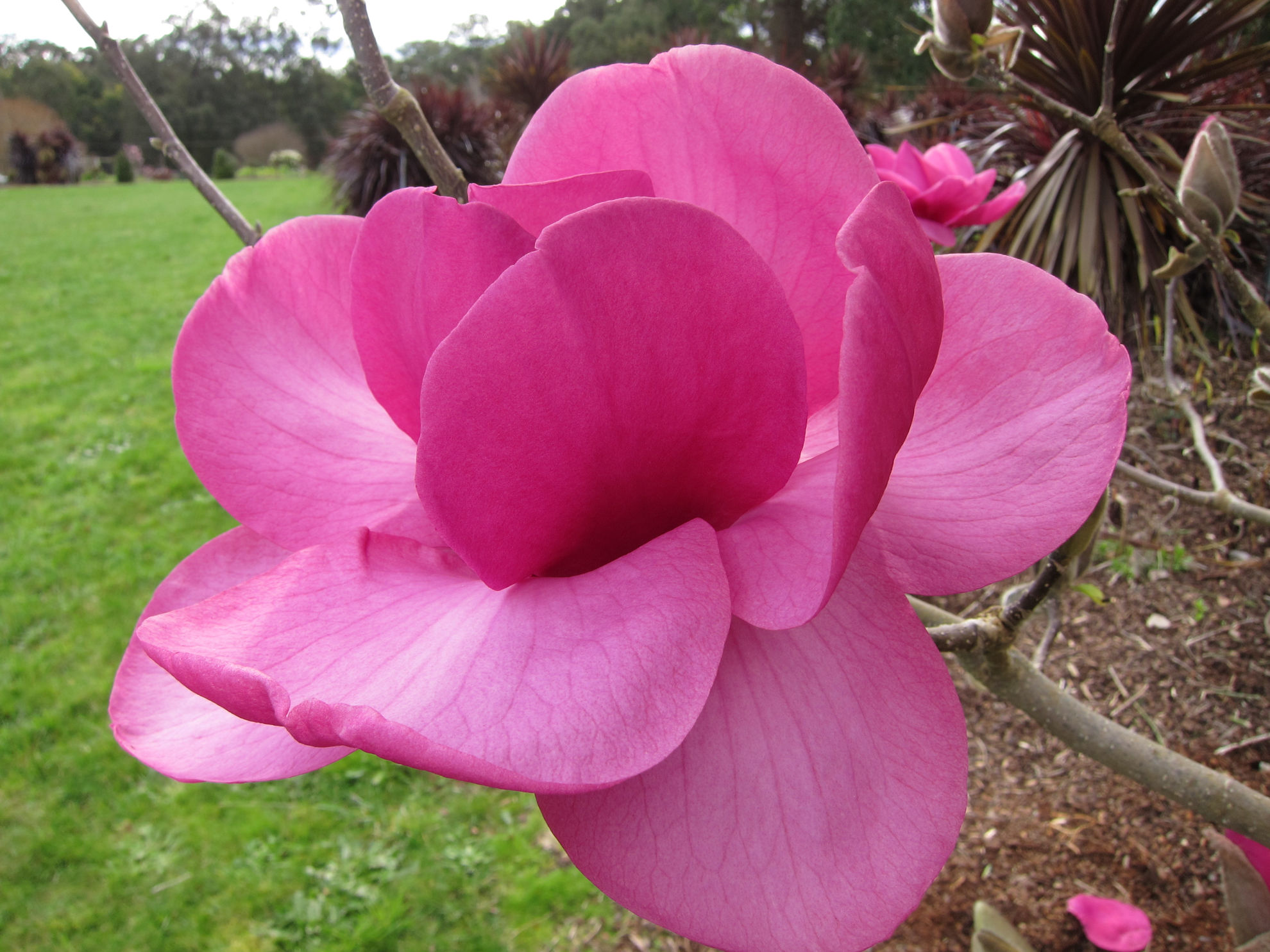 http://www.breederplants.nl/images/thumbs/0002190_magnolia.jpeg