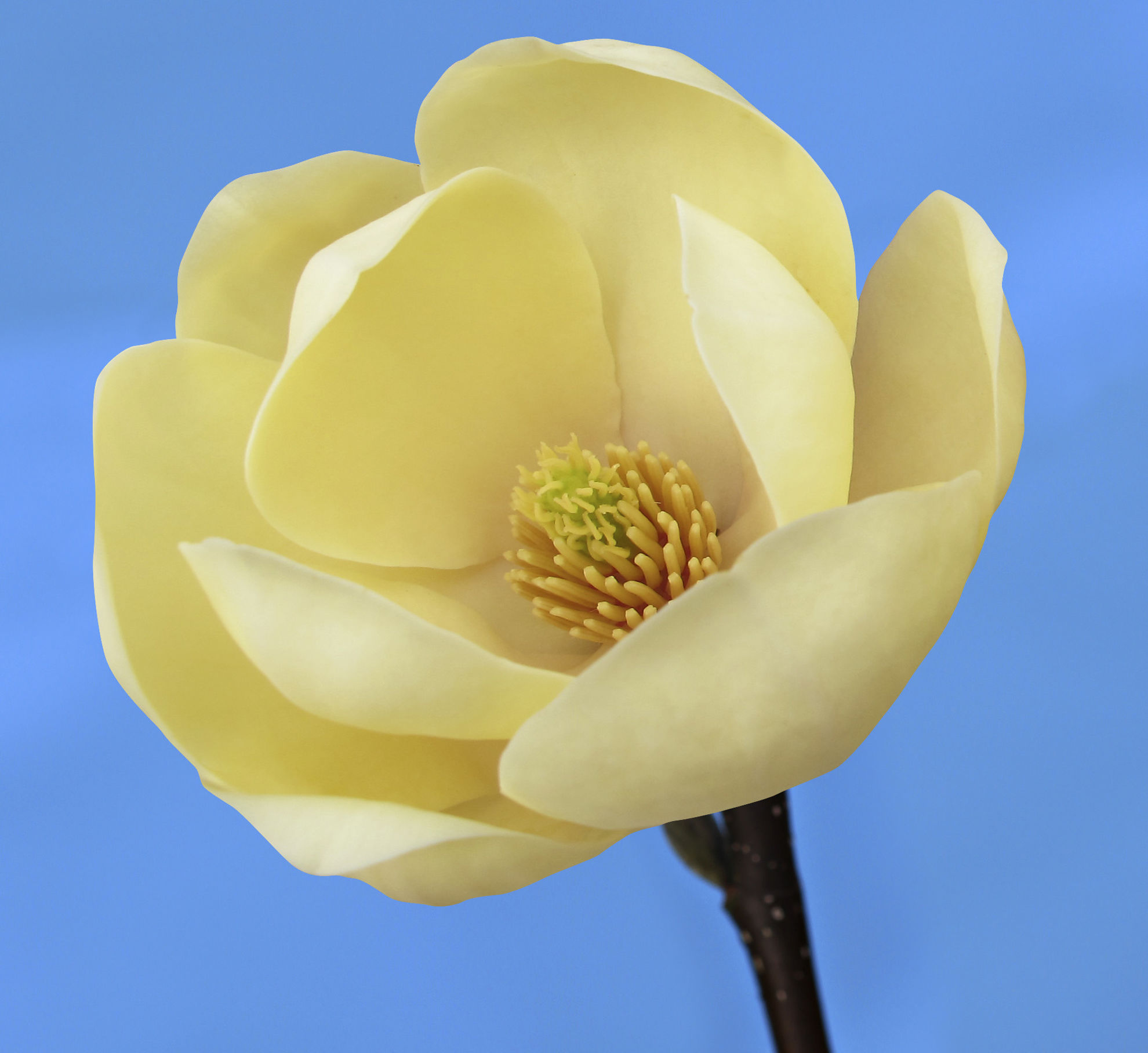 http://www.breederplants.nl/images/thumbs/0002194_magnolia.jpeg