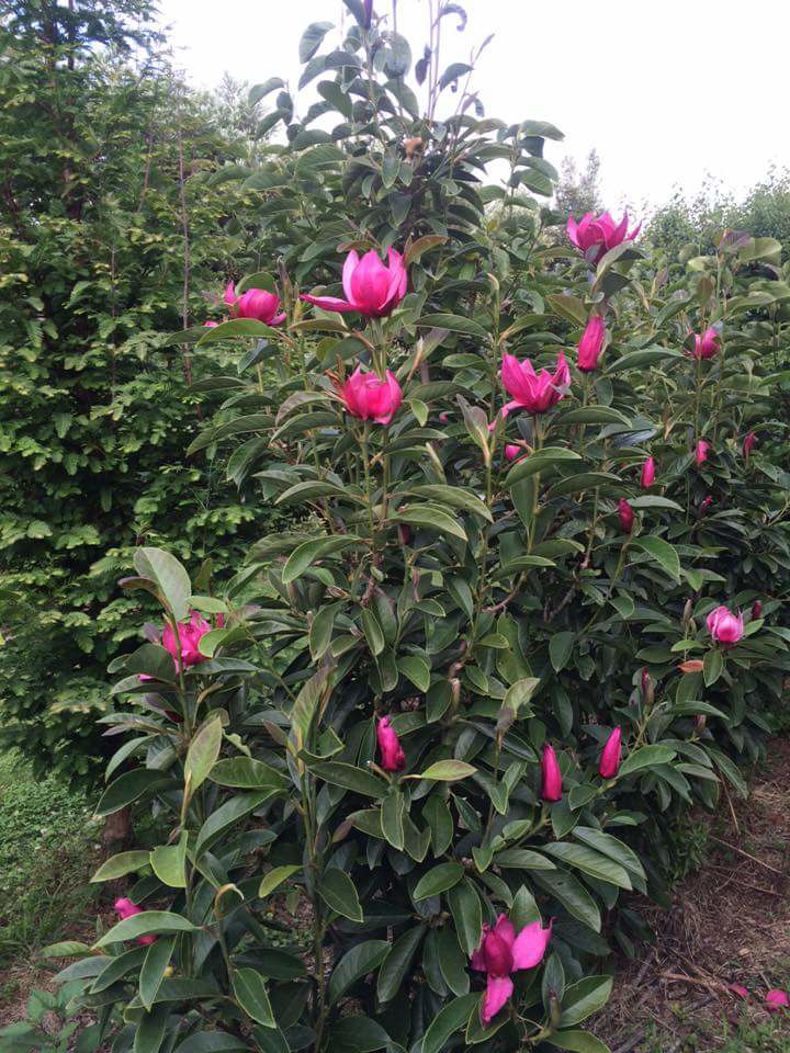http://www.breederplants.nl/images/thumbs/0002290_magnolia.jpeg