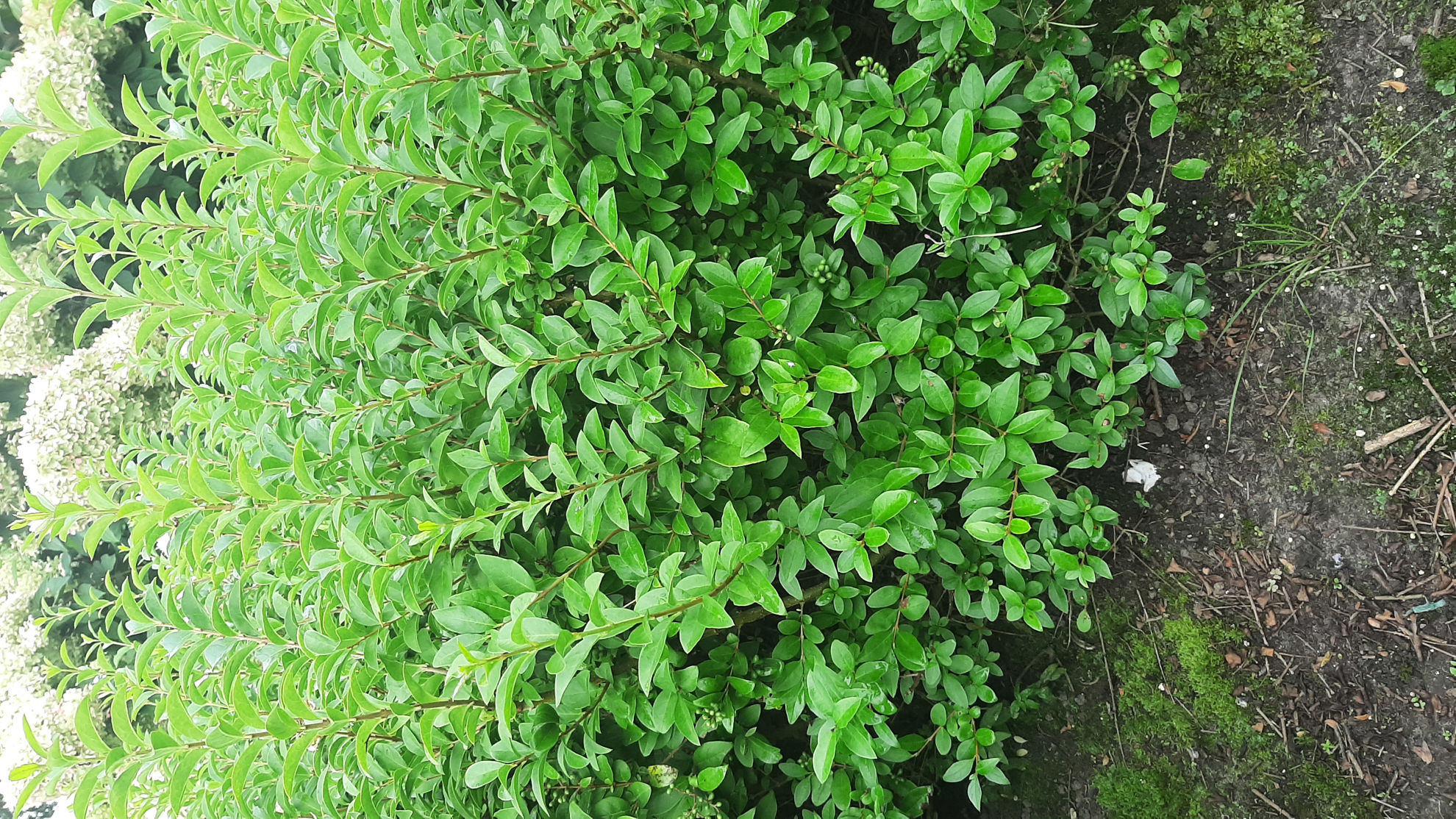 http://www.breederplants.nl/images/thumbs/0002420_ligustrum.jpeg