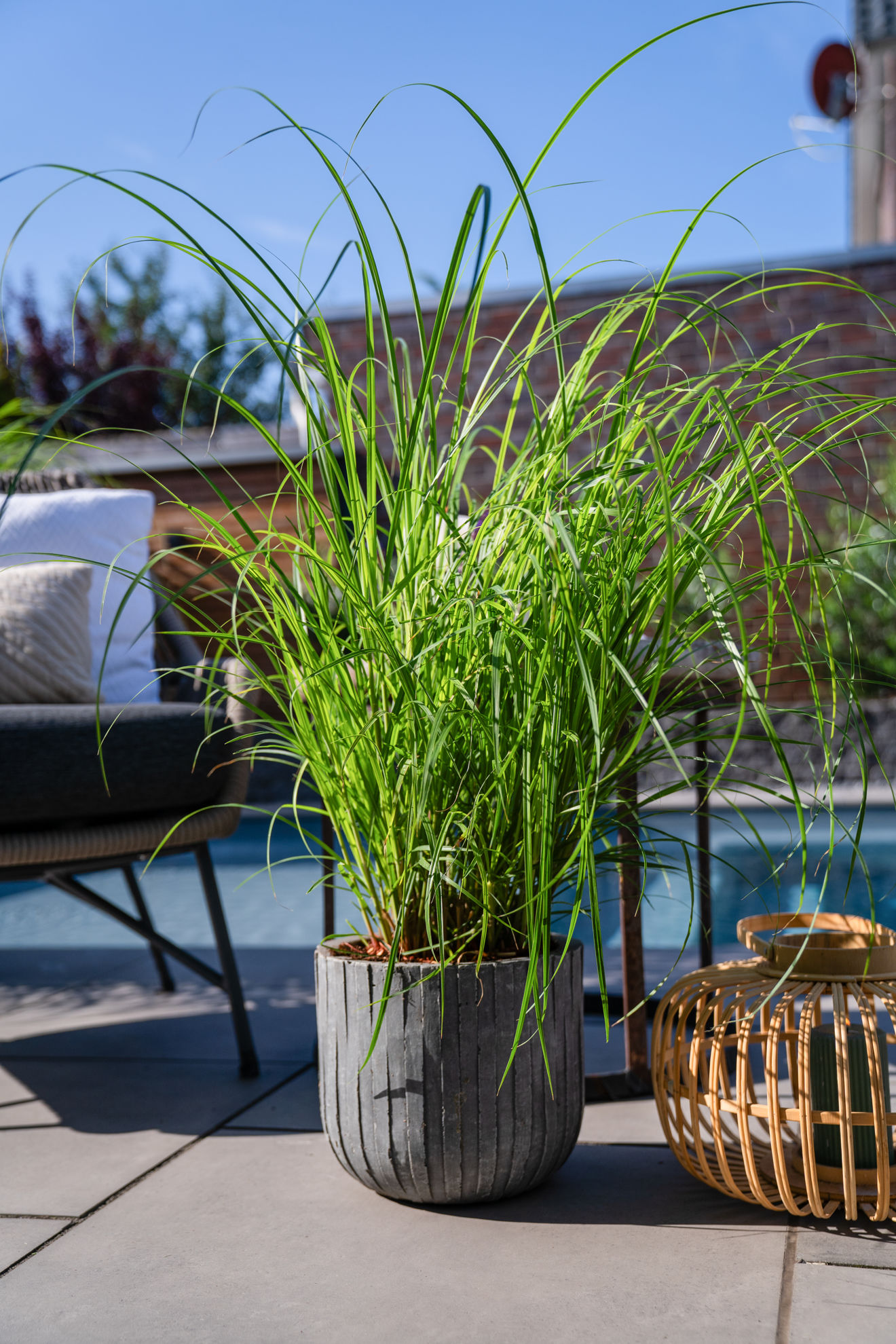 http://www.breederplants.nl/images/thumbs/0002442_miscanthus.jpeg