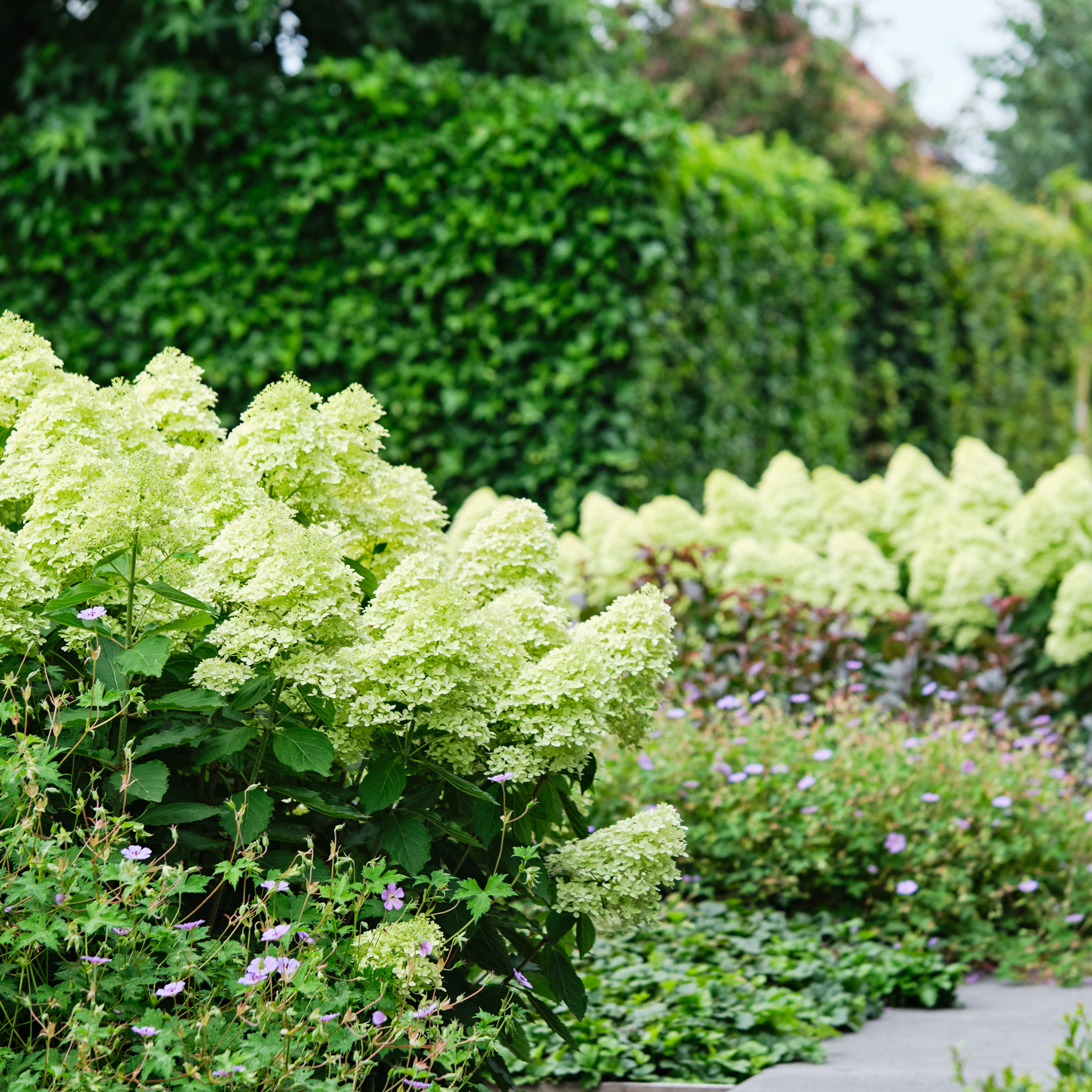 http://www.breederplants.nl/images/thumbs/0002477_hydrangea.jpeg