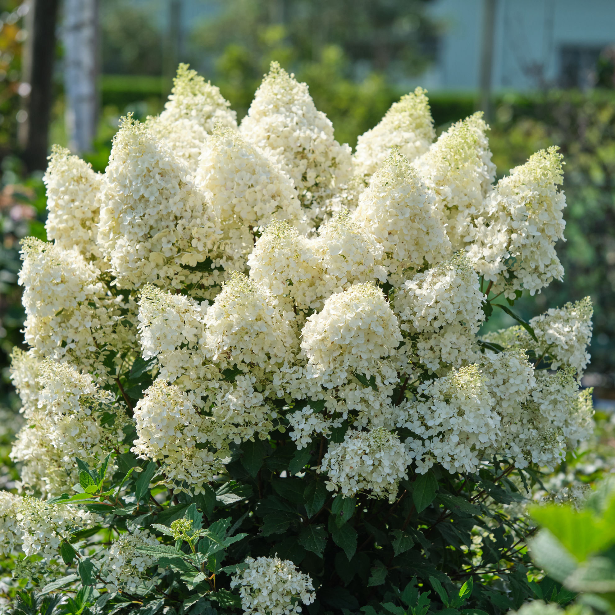 http://www.breederplants.nl/images/thumbs/0002482_hydrangea.jpeg
