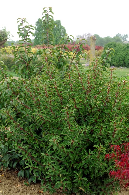 Prunus lusitanica 'Brenelia' PBR | Breederplants