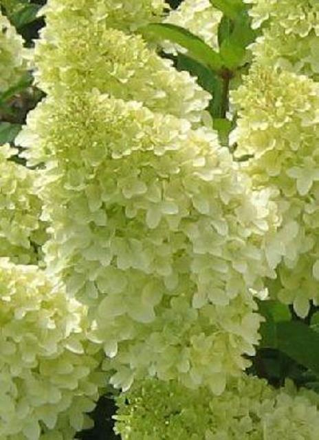 https://www.breederplants.nl/images/thumbs/0001425_hydrangea.jpeg