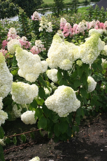 https://www.breederplants.nl/images/thumbs/0001435_hydrangea.jpeg