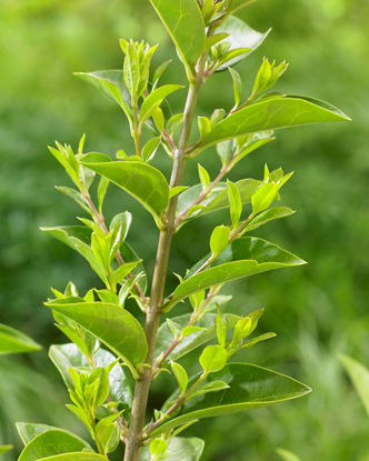 Obraz Ligustrum