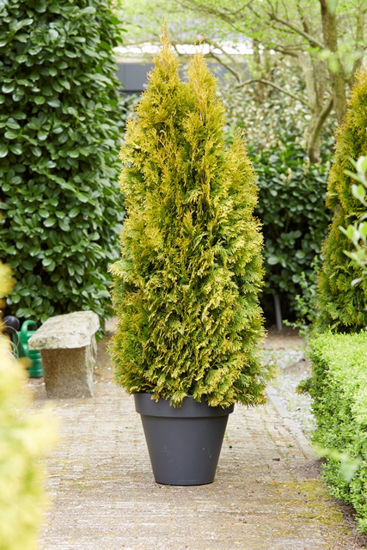 Bild von Thuja