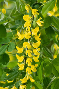 Obraz Laburnum