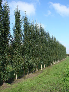 Picture of Betula