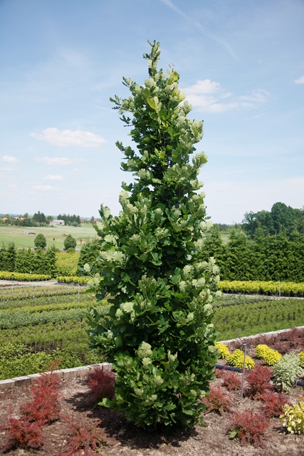 https://www.breederplants.nl/images/thumbs/0001471_quercus.jpeg