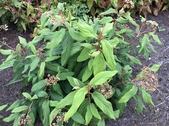 Bild von Viburnum