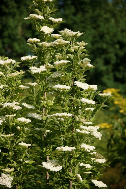 https://www.breederplants.nl/images/thumbs/0001475_sambucus.jpeg