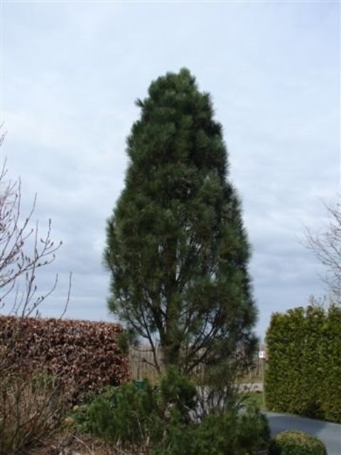 https://www.breederplants.nl/images/thumbs/0001481_pinus.jpeg