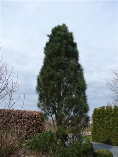 Bild von Pinus