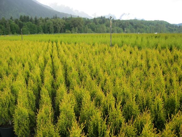 https://www.breederplants.nl/images/thumbs/0001487_thuja.jpeg