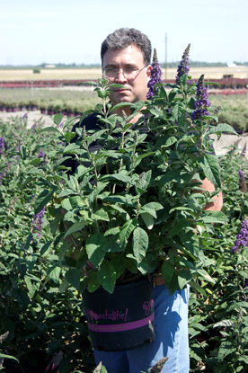 Obraz Buddleja