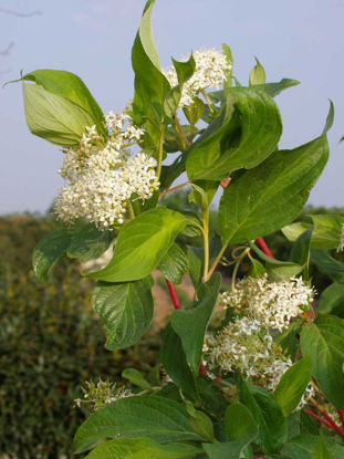 Bild von Cornus