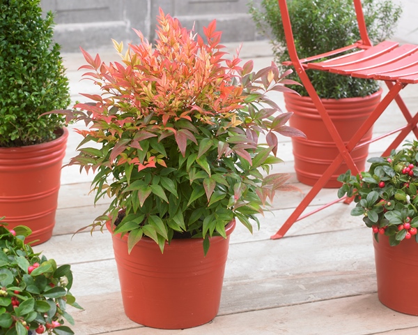 https://www.breederplants.nl/images/thumbs/0001523_nandina.jpeg