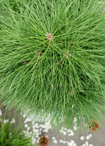 Bild von Pinus