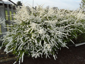 Picture of Spiraea