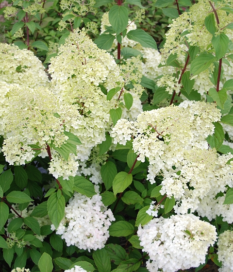 https://www.breederplants.nl/images/thumbs/0001561_hydrangea.jpeg