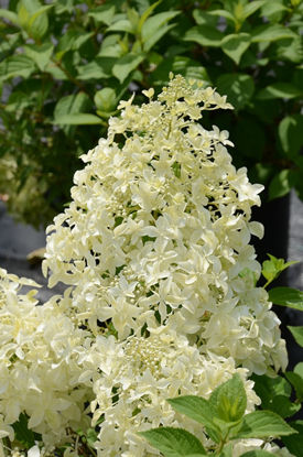 Obraz Hydrangea