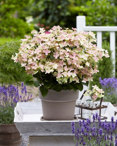 Bild von Hydrangea