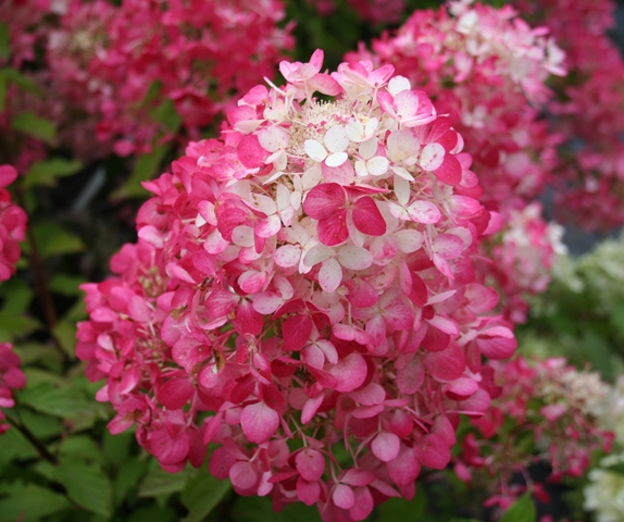 https://www.breederplants.nl/images/thumbs/0001577_hydrangea.jpeg