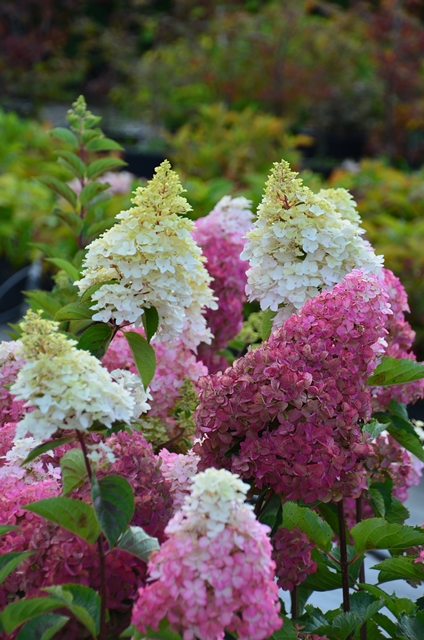 https://www.breederplants.nl/images/thumbs/0001582_hydrangea.jpeg