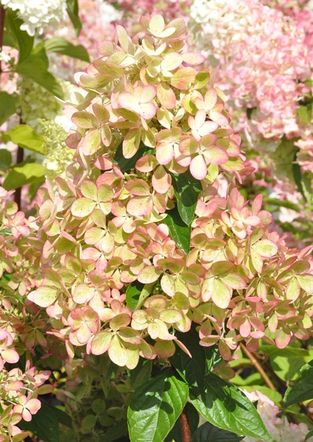 https://www.breederplants.nl/images/thumbs/0001588_hydrangea.jpeg