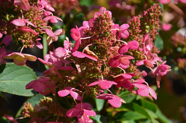 https://www.breederplants.nl/images/thumbs/0001594_hydrangea.jpeg