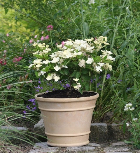 https://www.breederplants.nl/images/thumbs/0001600_hydrangea.jpeg