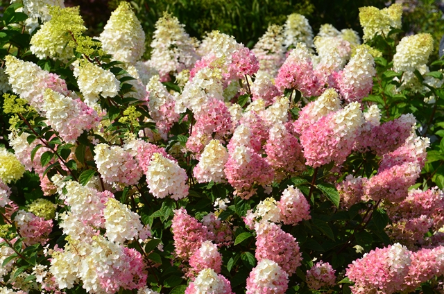 https://www.breederplants.nl/images/thumbs/0001606_hydrangea.jpeg