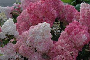 Obraz Hydrangea