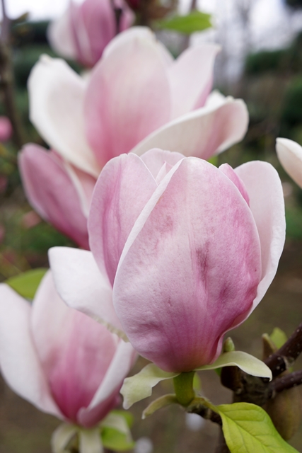 https://www.breederplants.nl/images/thumbs/0001627_magnolia.jpeg