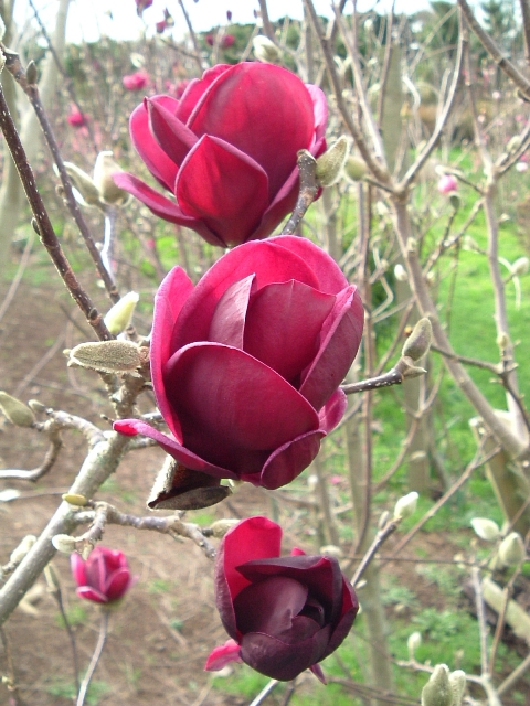 https://www.breederplants.nl/images/thumbs/0001633_magnolia.jpeg