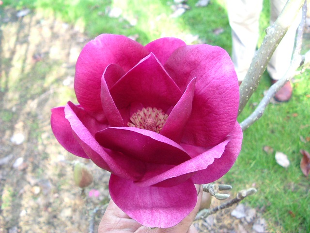 https://www.breederplants.nl/images/thumbs/0001637_magnolia.jpeg